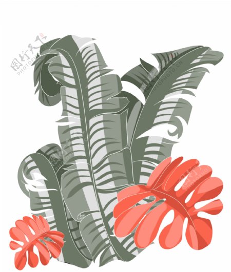灰色热带植物