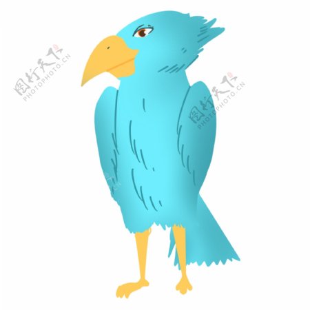 鹦鹉蓝色鸟