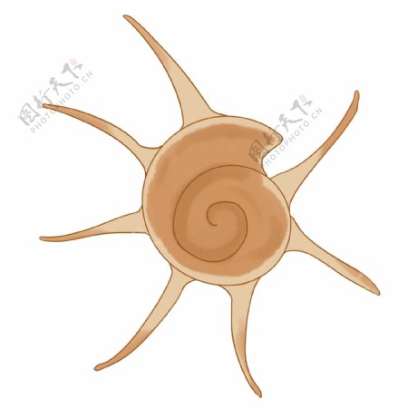 螺旋贝壳海螺