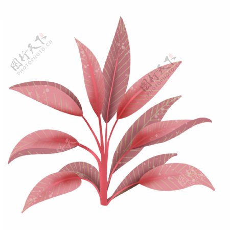 红色热带植物