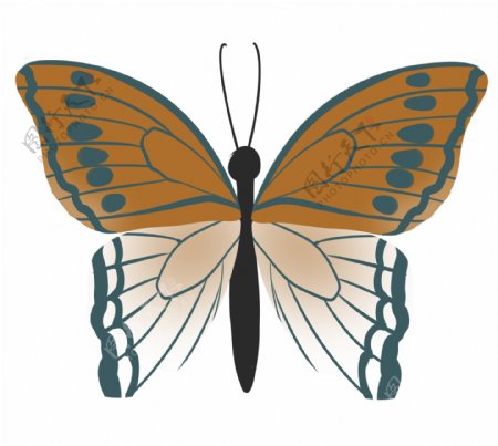 蝴蝶标本装饰