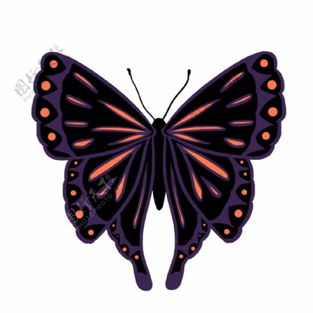 橙黑色蝴蝶