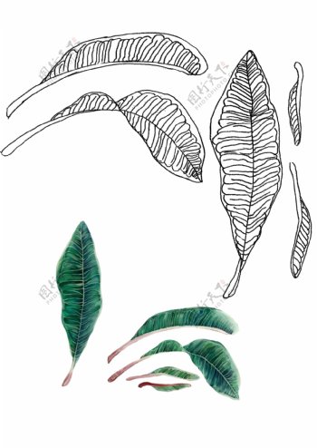 手绘热带植物装饰图案