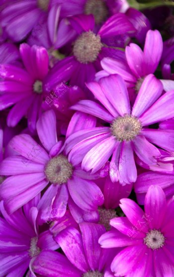 紫色花朵唯美海报背景