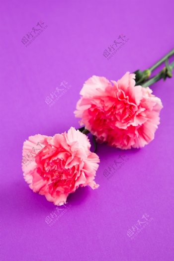 粉色花束鲜花康乃馨摄影图10