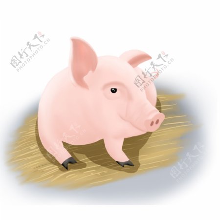 猪元素卧在草上的写实猪