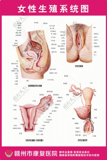 女性生殖系统图谱