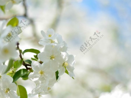 春天满树梨花唯美风景