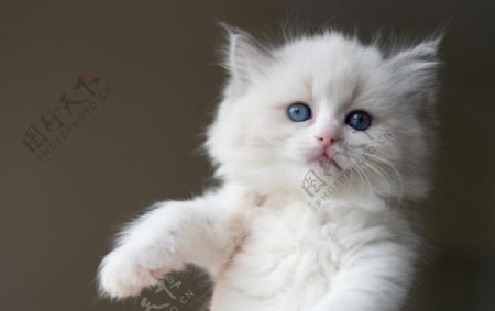蓝色双色布偶猫