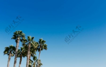 椰子树蓝天云朵夏日夏天