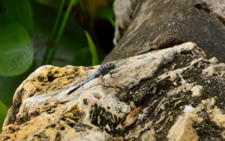 荷塘蓝蜻蜓