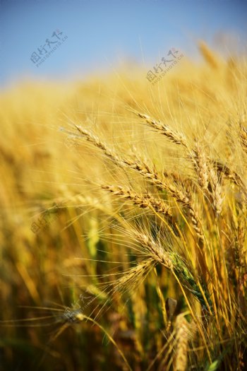 小麦小满芒种