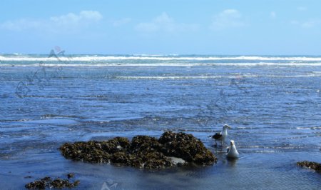 新西兰皮哈海滨风景