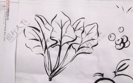 创意手绘原稿植物海报元素易拉宝