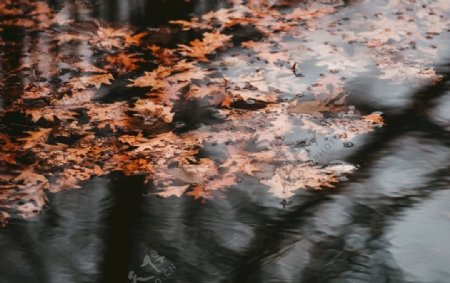 落叶与水面