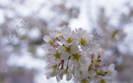 美丽樱花树樱花花瓣高清摄影