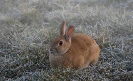 兔子白兔动物哺乳饲养