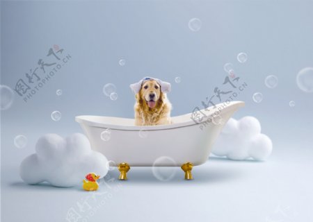宠物洗澡