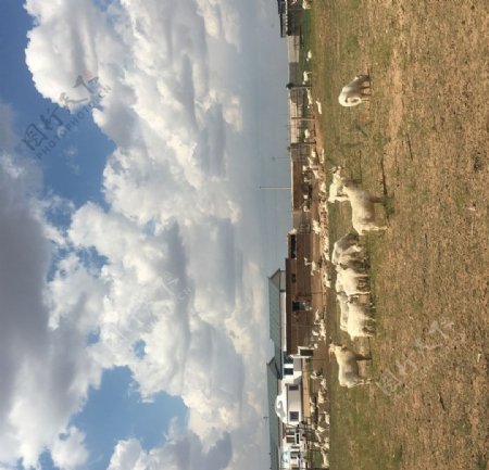 内蒙古大草原上的羊