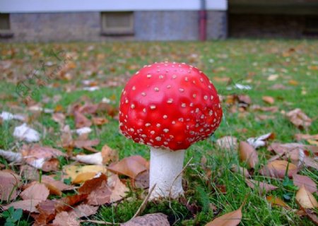 红色毒蘑菇