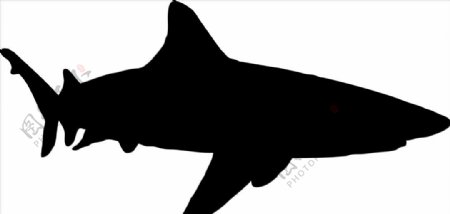 野生动物系列鲨鱼矢量图