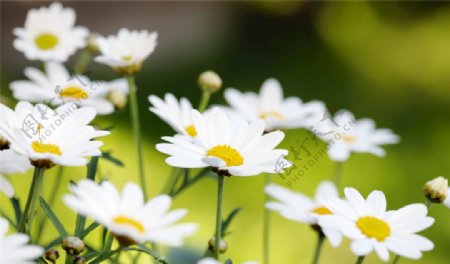 鲜艳的小白花