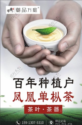 潮州凤凰单枞茶