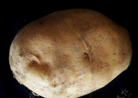 土豆洋芋黑色背景马铃薯