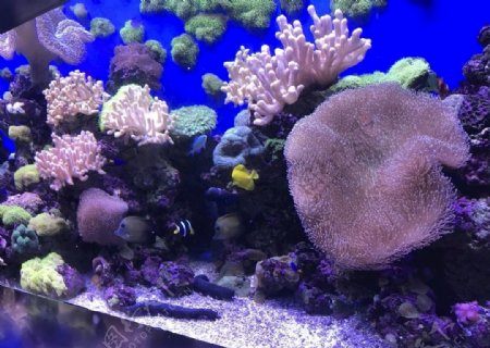 海洋馆鱼水母珊瑚摄影