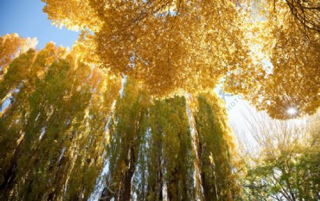 季节性黄色树木
