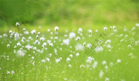 草地上的小白花