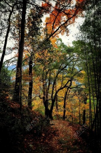 山间小路