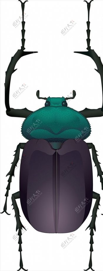 昆虫系列甲虫