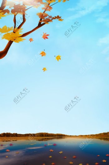 立秋节气掉落在水里的枫叶