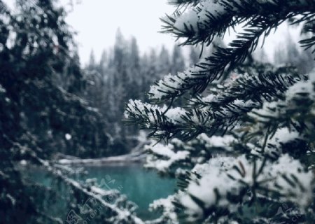 森林雪景