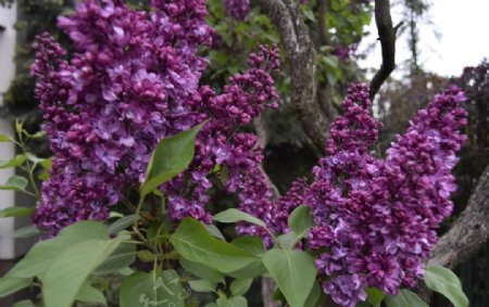 紫色花朵植物背景