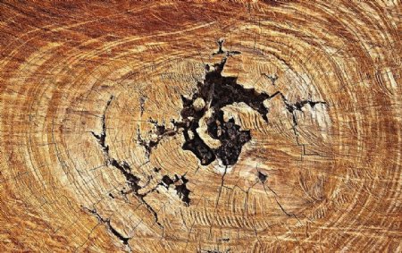 木纹木纹肌理树洞