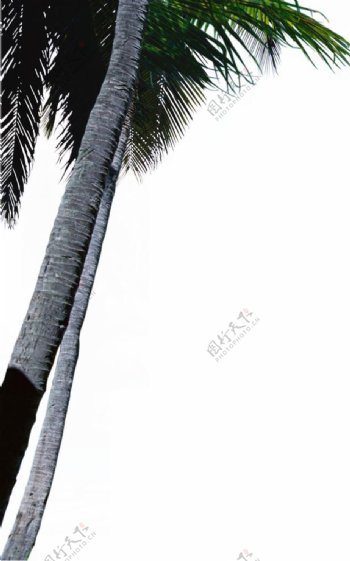 椰子树前景
