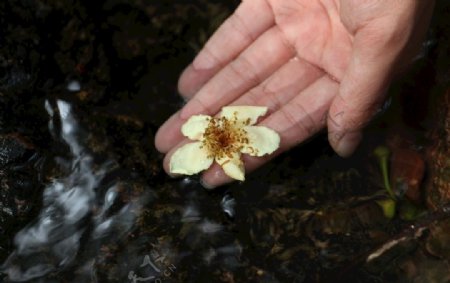 河水中的手捧花