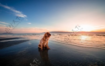 沙滩与狗
