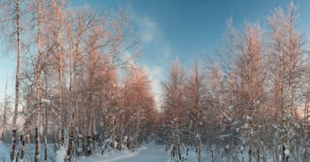 森林雪地冬天天空风景
