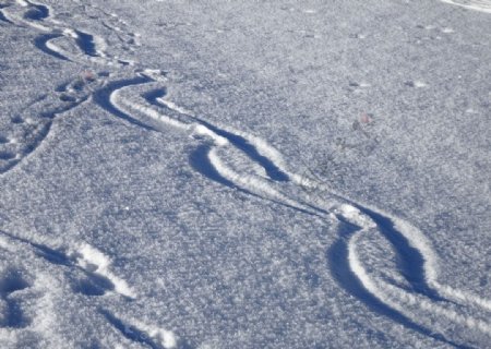 雪地