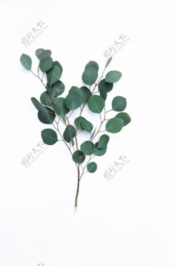一株植物白色绿色