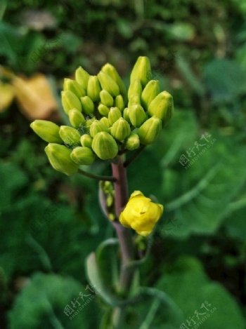 油菜花绿色植物摄影花苞