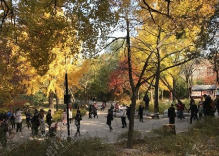 北京香山公园绚丽的色彩