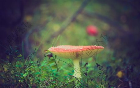漂亮的红色毒蘑菇