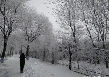 东北雪后树挂