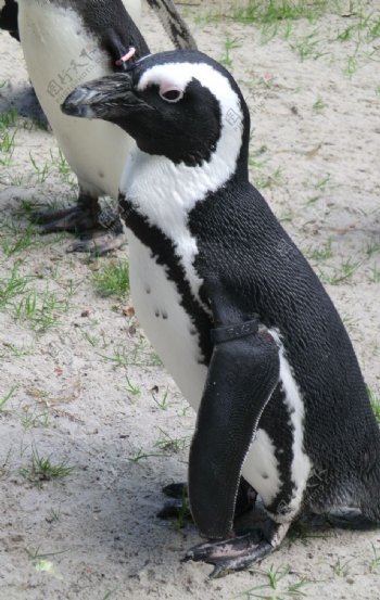 可爱的南极企鹅