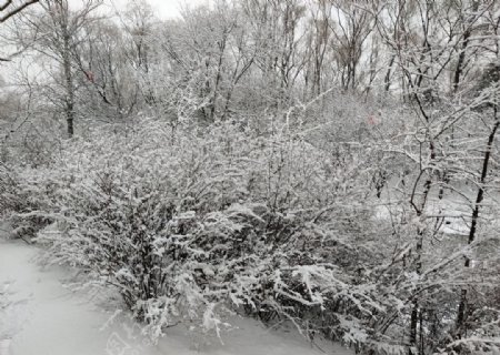 雪后的灌木丛