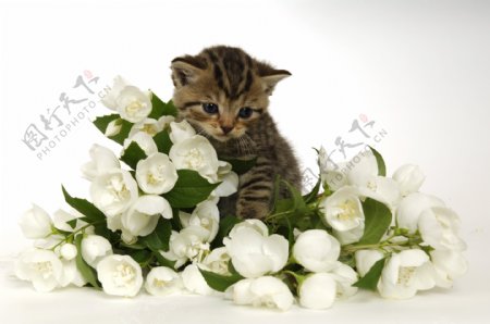 小猫猫鲜花可爱春天宠物